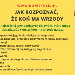 Jak rozpoznać, że koń ma wrzody? Objawy to m.in. brak apetytu, utrata wagi, bóle po jedzeniu, kolki, biegunka i matowa sierść.
