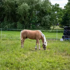 Jasnobrązowy koń z białą grzywą pasie się na łące. W tle widać drzewa i wózek z czarnym workiem, prawdopodobnie do podłączenia pastucha.