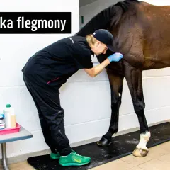 Weterynarz bada konia, by zapobiec flegmonie. Na stole leżą preparaty.