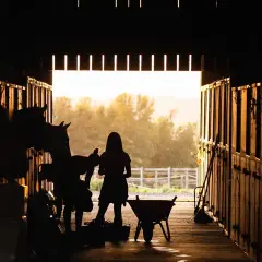 Dziewczynka w stajni przygotowuje konia do jazdy. Widać jej sylwetkę i staw barkowy u konia w tle.