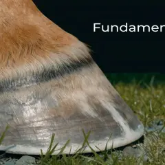 Końska kopyta, czyli kopystka, to fundament zdrowia. Zdjęcie pokazuje zbliżenie na zdrowe kopyto konia.