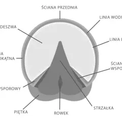Schemat budowy kopyta: ściana przednia, podeszwa, strzałka, piętka, linia wodna i biała, ściana wsporowa.
