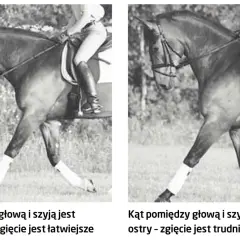 Dwa ujęcia dębującego konia w ruchu. Na lewym zdjęciu głowa i szyja tworzą rozwarty kąt, co ułatwia zgięcie. Na prawym zdjęciu kąt jest ostry, co utrudnia zgięcie.