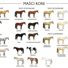 Przegląd różnych rodzajów koni: maści bułane, podstawowe, rozjaśnione, szampańskie, siwe i dereszowate.