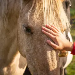 Dłoń głaszcze konia po głowie, sprawdzając jego temperaturę. Miękkie futro i spokojne spojrzenie.