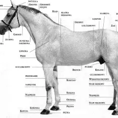 Anatomia konia: grzbiet, łopatka, kopyto, grzywa, potylica, zad, ogon. Detale budowy ciała konia, jak łuk żebrowy, staw skokowy, pęcina, korona.