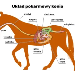 Schemat układu pokarmowego konia. Pokazuje, że koń ma jeden żołądek, a nie wiele.