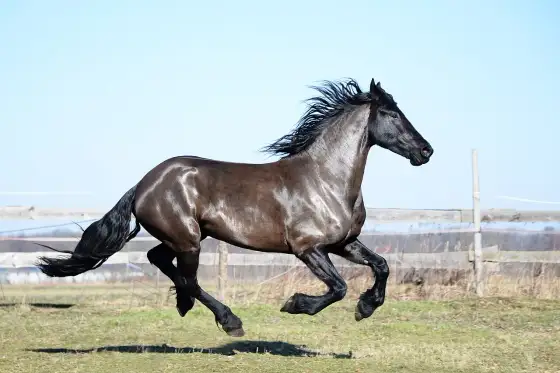 Chody konia - stęp, kłus, galop i cwał w praktyce