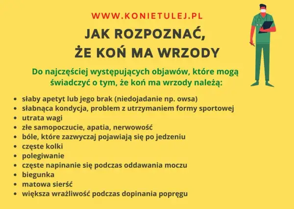 Jak rozpoznać, że koń ma wrzody? Objawy to m.in. brak apetytu, utrata wagi, bóle po jedzeniu, kolki, biegunka i matowa sierść.