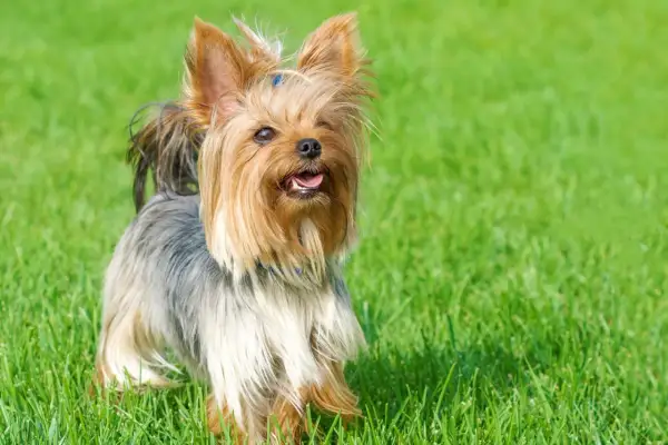 Yorkshire terrier z długą, falującą sierścią, przypominającą grzywę konia fryzyjskiego, wzrostem nie imponuje, ale urokiem tak.