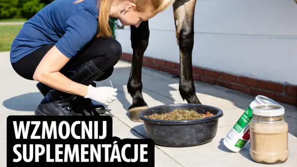 Kobieta w rękawiczkach podaje koniowi suplement na stawy. Wzmocnij suplementację, dbając o zdrowie swojego wierzchowca.