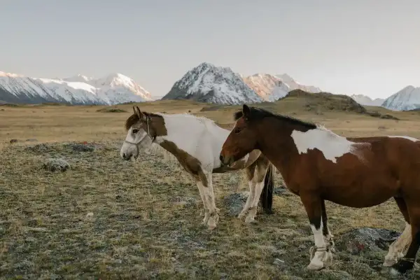 Dwa konie, jeden biało-brązowy, drugi kasztanowaty, pasą się na tle ośnieżonych gór. To wolne jak mustang konie.