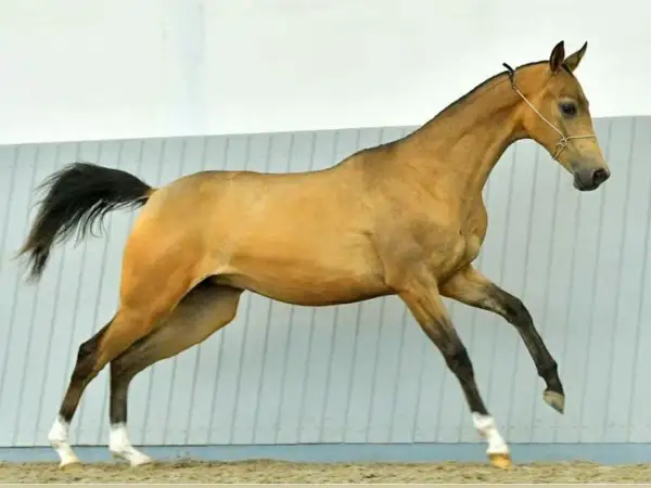 Złocisty akhal teke w ruchu, z czarną grzywą i ogonem, prezentuje swoją smukłą sylwetkę.