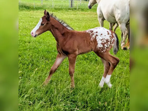 Mały koń appaloosa z plamistym umaszczeniem, wesoło podskakuje na zielonej łące.