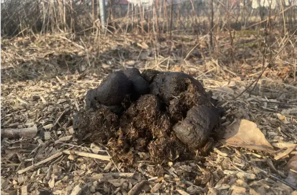 Kupa świeżych słupkowców u koni, leżąca na ściółce z drewna i suchych liści.