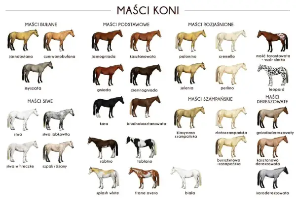 Przegląd różnych rodzajów koni: maści bułane, podstawowe, rozjaśnione, szampańskie, siwe i dereszowate.