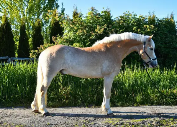 Haflinger o pięknym, kasztanowym umaszczeniu i jasnej grzywie, prezentuje swój imponujący wzrost na tle zieleni.