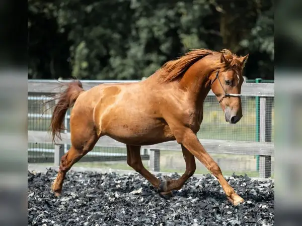 Rudy mustang horse w galopie na piaszczystym wybiegu, z grzywą rozwianą na wietrze.