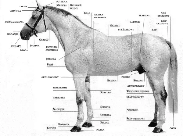 Anatomia konia: grzbiet, łopatka, kopyto, grzywa, potylica, zad, ogon. Detale budowy ciała konia, jak łuk żebrowy, staw skokowy, pęcina, korona.